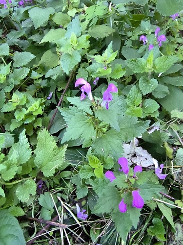Spotted deadnettle