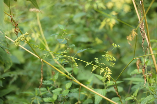 Наблюдение на iNaturalist