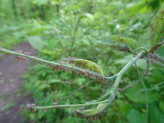 Neoprociphilus aceris