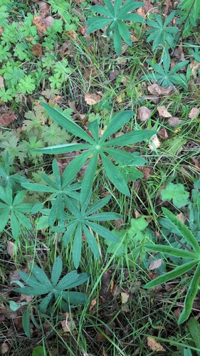 Large-leaved lupine