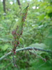 Neoprociphilus aceris