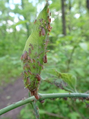 Neoprociphilus aceris