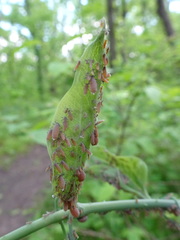 Neoprociphilus aceris