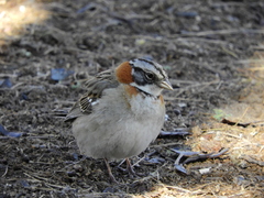 Zonotrichia capensis chilensis