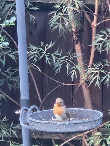 European Robin