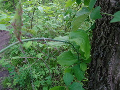 Neoprociphilus aceris