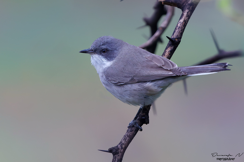 Lesser Whitethroat