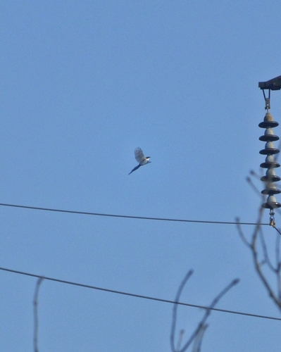 Azure-winged Magpie