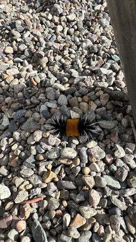Spotted Tussock Moth