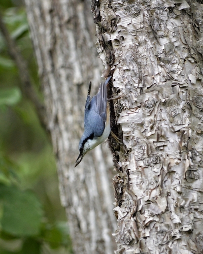 Eurasian Nuthatch