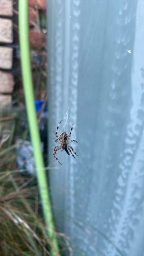 Cross Orbweaver
