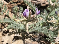 Astragalus leucolobus