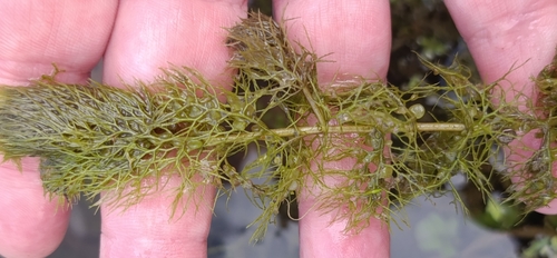 Utricularia vulgaris