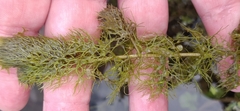 Utricularia vulgaris