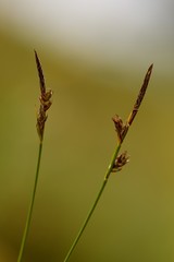 Carex deflexa boottii