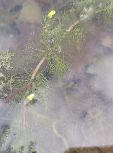 Utricularia vulgaris, photograph 1