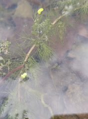 Utricularia vulgaris, photograph (c) Natalia Kazakova, some rights reserved (CC BY)