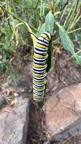 Monarch