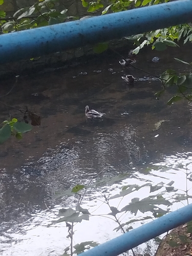 Mallard