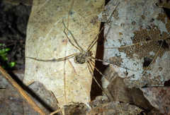 Leiobunum ventricosum