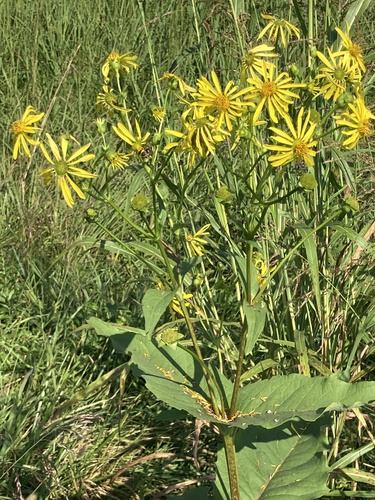 cup plant