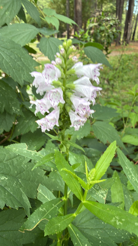 obedient plant