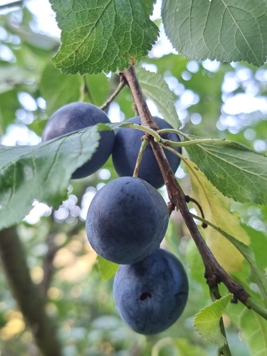 Damson