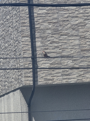 Common Waxbill