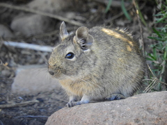Octodon degus