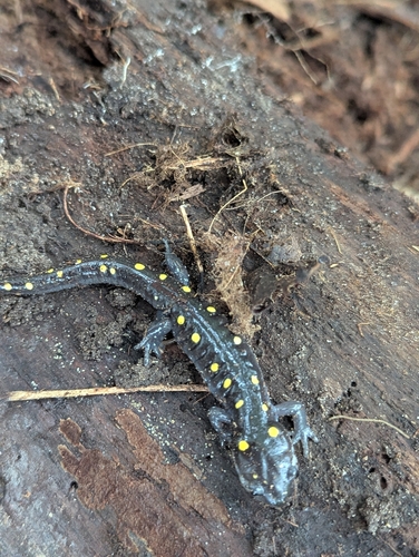 Spotted Salamander
