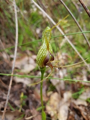 Pterostylis barbata