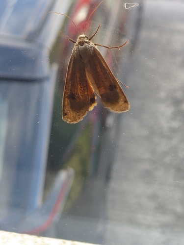 Large Yellow Underwing