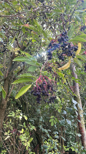 European black elderberry