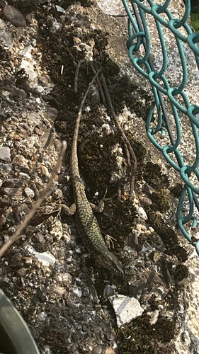 Common Wall Lizard