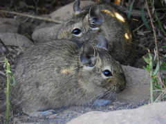 Octodon degus