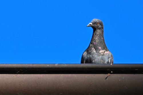 Feral Pigeon