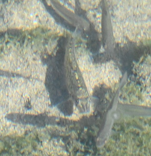 Common Gudgeon