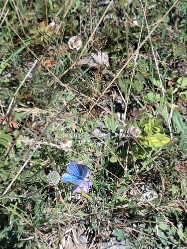 Adonis Blue