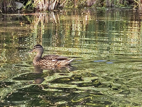 Mallard