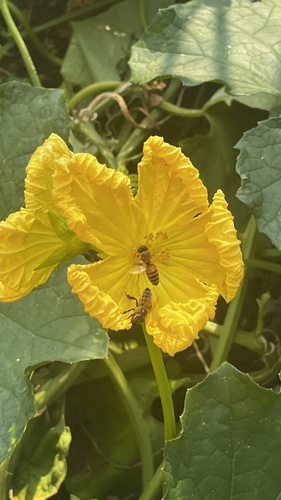 Western Honey Bee