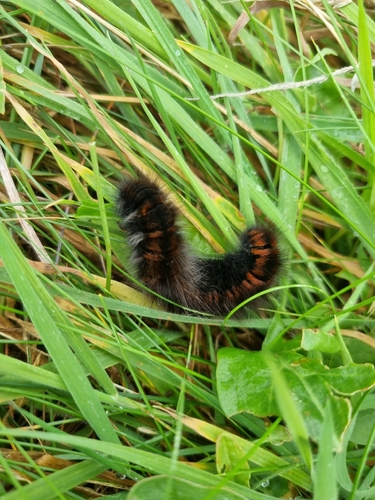 Fox Moth