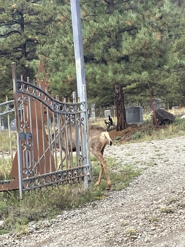 Mule Deer