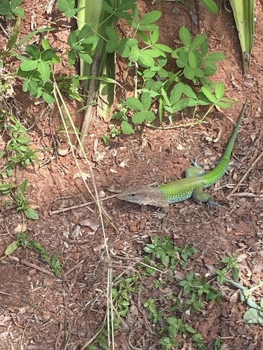 Giant Ameiva