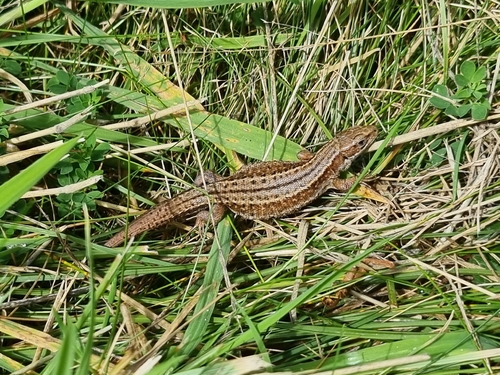 Viviparous Lizard