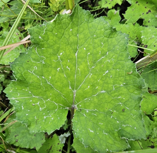 colt's-foot
