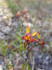 Diuris longifolia