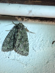 Phosphila miselioides