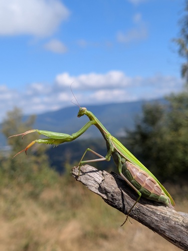 European Mantis