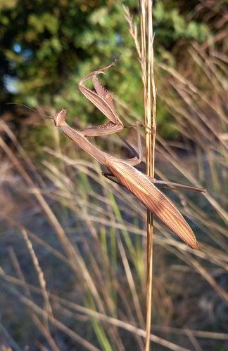 European Mantis