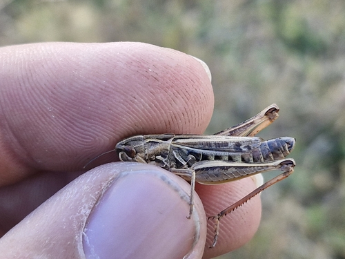 Black-spotted Toothed Grasshopper